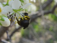 Andrena carlini
