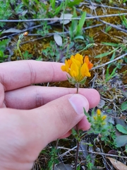 Anthyllis lotoides
