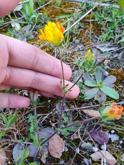 Anthyllis lotoides