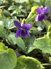 Viola reichenbachiana