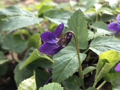 Viola reichenbachiana