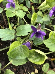 Viola reichenbachiana
