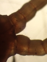 Scolopocryptops gracilis