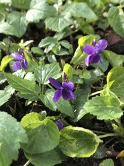 Viola reichenbachiana