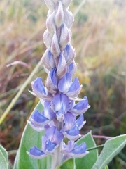Lupinus velutinus
