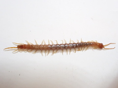 Scolopocryptops gracilis