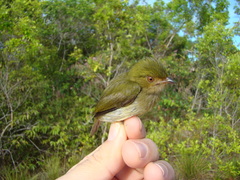 Machaeropterus pyrocephalus