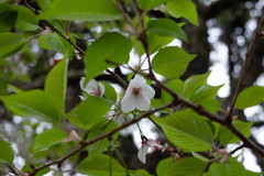 Prunus transarisanensis