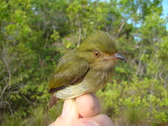 Machaeropterus pyrocephalus