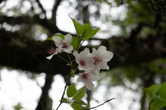 Prunus transarisanensis