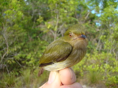 Machaeropterus pyrocephalus