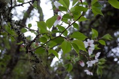 Prunus transarisanensis