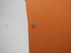 Tretogonia