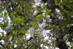 Prunus transarisanensis