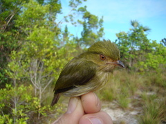 Machaeropterus pyrocephalus