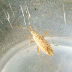 Miridius quadrivirgatus