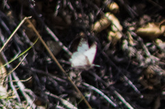 Anthocharis lanceolata