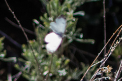 Anthocharis lanceolata