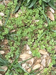 Veronica arvensis