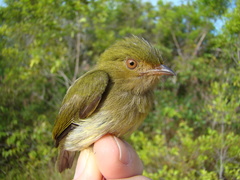 Machaeropterus pyrocephalus