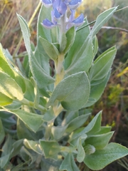 Lupinus velutinus