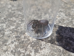 Segestria florentina
