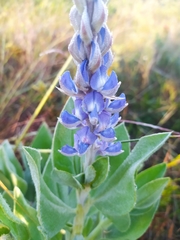 Lupinus velutinus