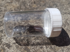 Segestria florentina