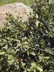 Ozoroa sphaerocarpa