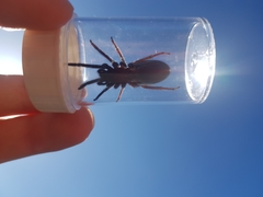 Segestria florentina
