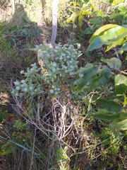 Hyptis saxatilis