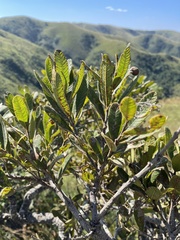 Ozoroa sphaerocarpa