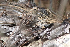 Bachman's Sparrow photo 5
