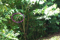 Papilio memnon