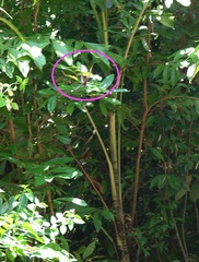 Papilio memnon
