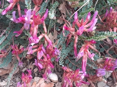 Astragalus monspessulanus monspessulanus