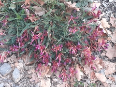 Astragalus monspessulanus monspessulanus