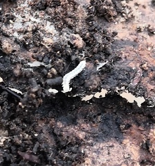 Brachydesmus superus