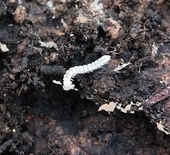 Brachydesmus superus