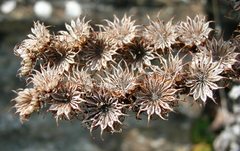 Sempervivum tectorum