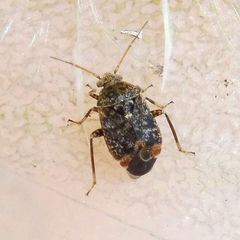Charagochilus gyllenhalii