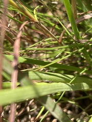 Aristea angolensis angolensis