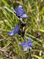 Aristea angolensis angolensis