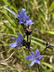 Aristea angolensis angolensis