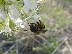 Andrena carlini