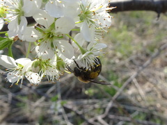 Andrena carlini