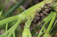 Hyadaphis passerinii