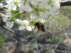 Andrena carlini