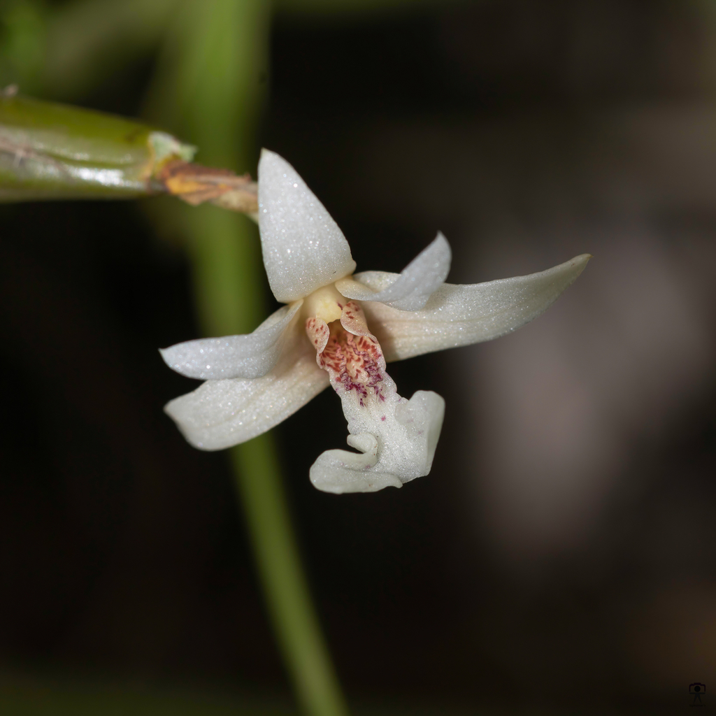 Dendrobium nodosum Dalzell