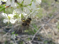 Andrena carlini